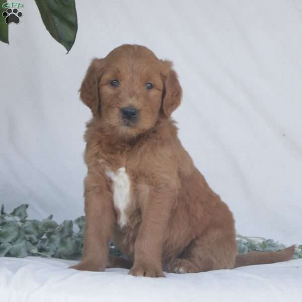 Fred, Goldendoodle Puppy